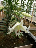 [4576 VH52 Mafalda No01.JPG]